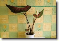 Caladium Hortulanum