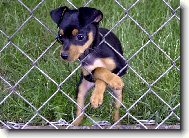 PRAGUE RATTER
