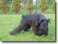 Zwergschnauzer, Miniature Schnauzer