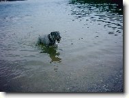 Schnauzer