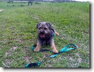 Border Terrier
