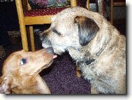 Border Terrier