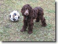 English Cocker Spaniel