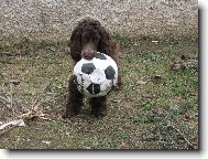 English Cocker Spaniel