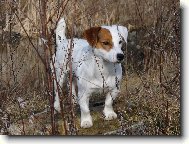 Jack Russell Terrier