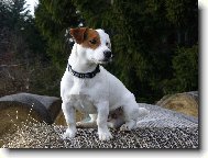 Jack Russell Terrier