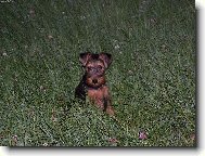 Welsh terrier \(Dog standard\)