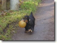 English cocker spaniel (Dog standard)