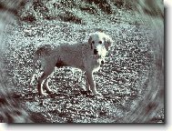 Golden retriever (Dog standard)
