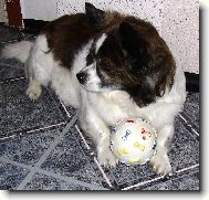 Papillon (Dog standard)