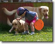 Labrador retriever (Dog standard)