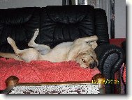 Labrador retriever (Dog standard)