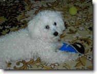 Bichon frise (Dog standard)