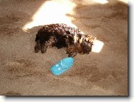 Chinese Crested Dog