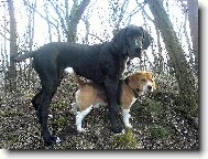 Beagle (Dog standard)