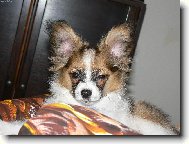 Papillon (Dog standard)