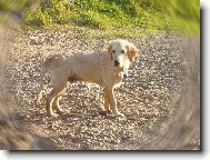 Golden retriever (Dog standard)