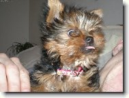 Jorkrsk terier, Yorkshire Terrier,