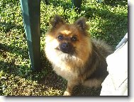 Deutscher spitz - Kleinspitz, German Spitz  Miniature Spitz