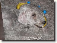 Bedlington terrier \(Dog standard\)