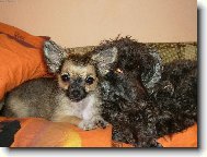 Chihuahua (Dog standard)