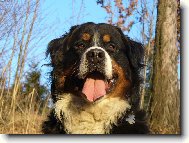 Bernese mountain dog (Dog standard)