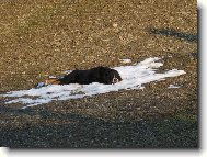 Bernese mountain dog (Dog standard)