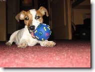 Jack russell terrier (Dog standard)