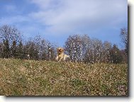 Golden retriever (Dog standard)