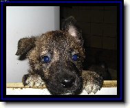 Dutch shepherd dog \\\\\(Dog standard\\\\\)