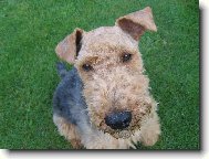 Welsh terrier \(Dog standard\)