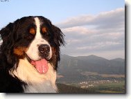 Bernese mountain dog (Dog standard)