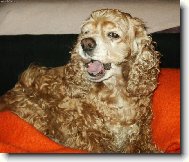 American Cocker Spaniel