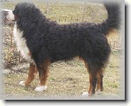 Bernese mountain dog (Dog standard)