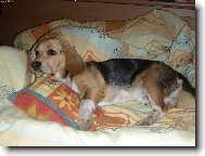 Beagle (Dog standard)