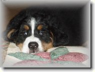 Bernese mountain dog (Dog standard)