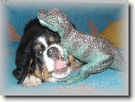 Bernese mountain dog (Dog standard)
