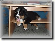 Bernese mountain dog (Dog standard)