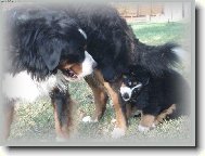 Bernese mountain dog (Dog standard)
