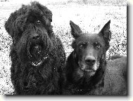 Beauce sheep dog \(beauceron\) \(Dog standard\)