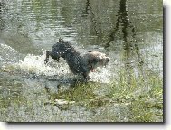 Zwergschnauzer, Miniature Schnauzer