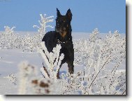 Beauceron