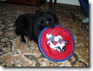 Deutscher spitz - Kleinspitz, German Spitz  Miniature Spitz