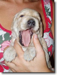 Golden retriever (Dog standard)