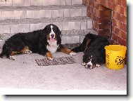 Bernese mountain dog (Dog standard)