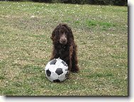 English Cocker Spaniel