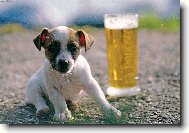 Jack russell terrier (Dog standard)