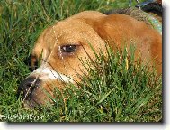 Beagle (Dog standard)