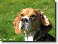 Beagle