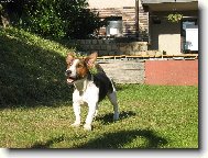 Jack russell terrier (Dog standard)